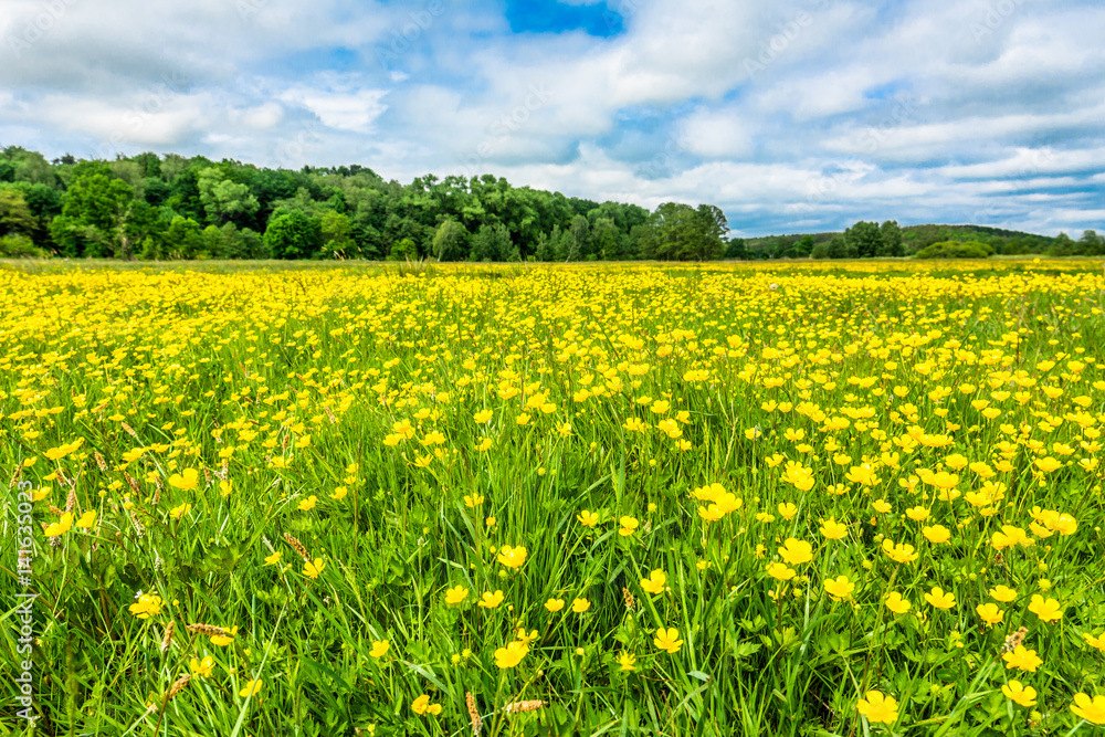 Yellow meadow with flowers in spring, landscape