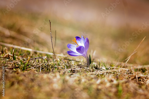 Crocus - first spring flower 