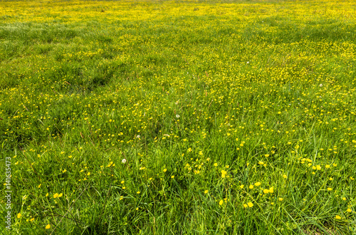 Yellow flowers, spring texture of grass on green field © alicja neumiler