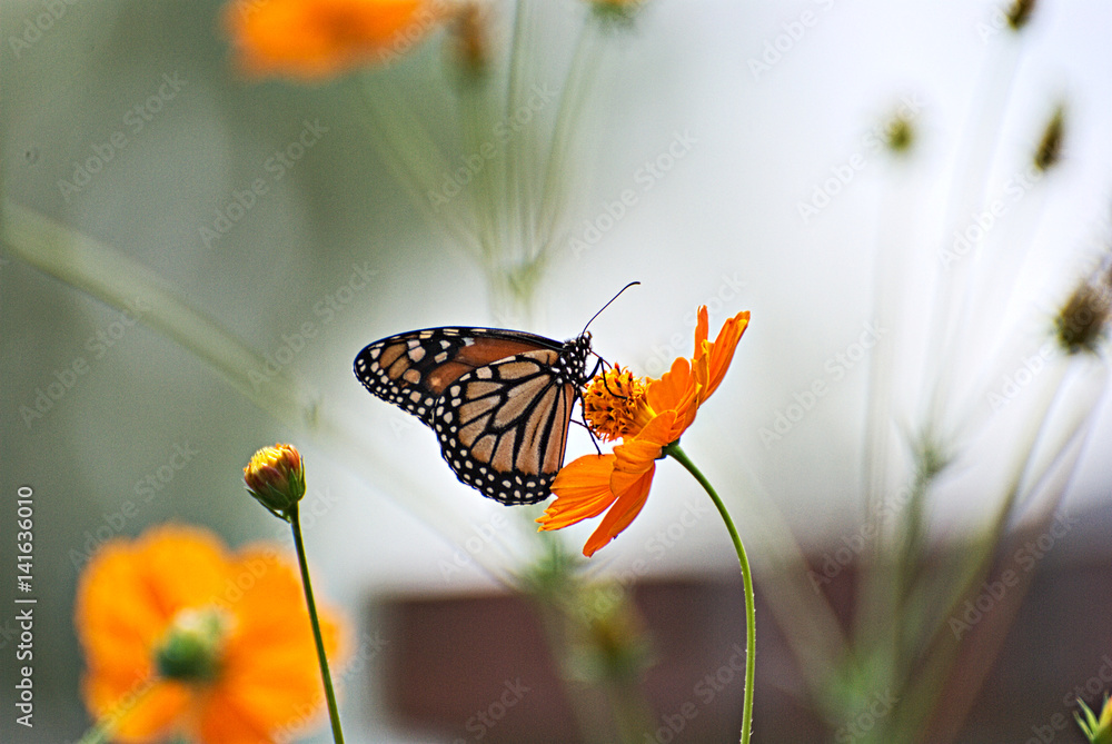Fototapeta premium Motyl monarcha na pomarańczowe kwiaty z kolorowym tłem