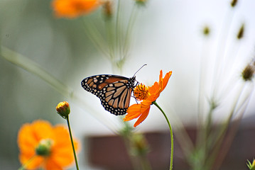 Poster Vlinder Monarchvlinder op oranje bloemen kleurrijk  © nikidericks