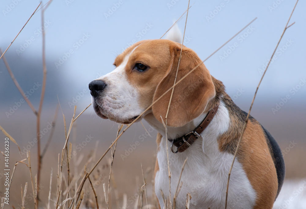 Portrait of a Beagle on a spring walk