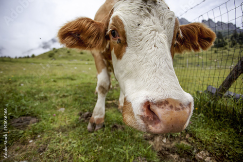 Brown and White flecked Cows in the European Alps photo