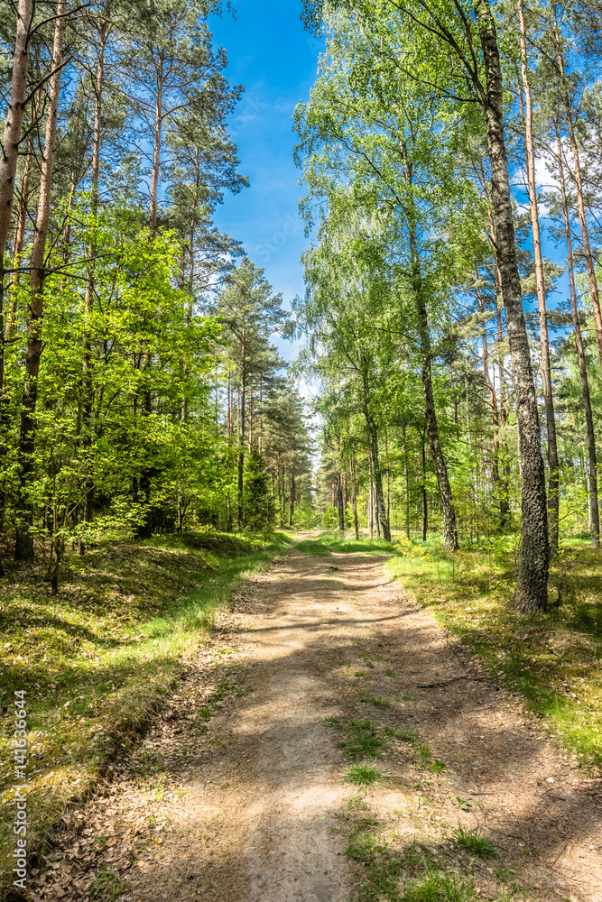 Fototapeta premium Road in the forest, spring landscape