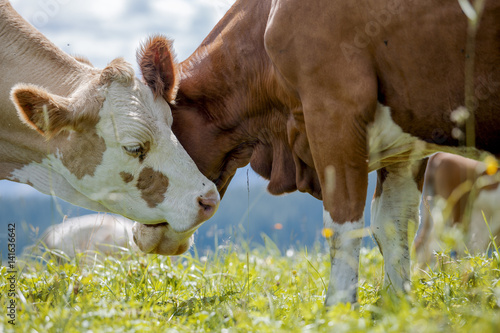 Brown and White flecked Cows in the European Alps photo