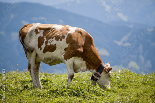Brown and White flecked Cows in the European Alps © Nailia Schwarz