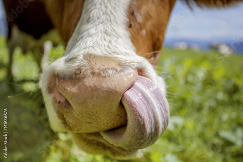 Brown and White flecked Cows in the European Alps photo