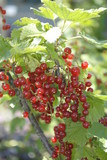 currants on the branch