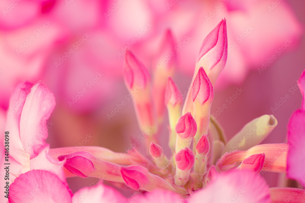 Pink Desert Rose or Impala Lily.