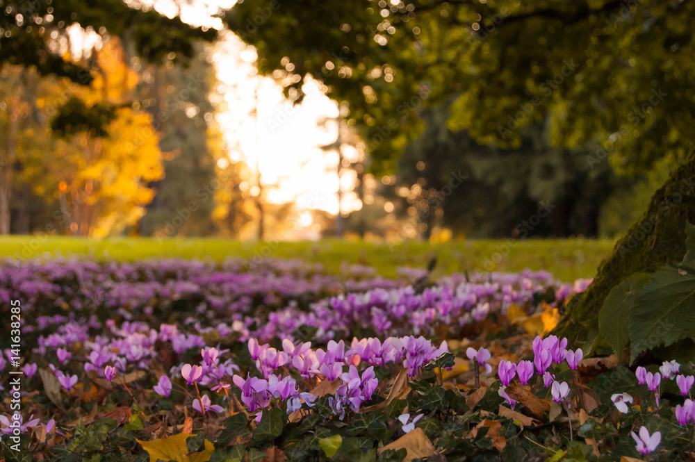 Obraz premium Wild cyclamens in an autumn sunny evening. Cyclamen hederifolium in forest.