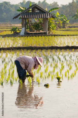 Rice farmer plant rice sprouts in to rice field