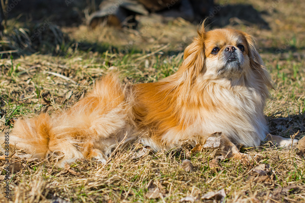 Beautiful red pekingese walk on outdoors in sunny day on nature backaround near blue river
