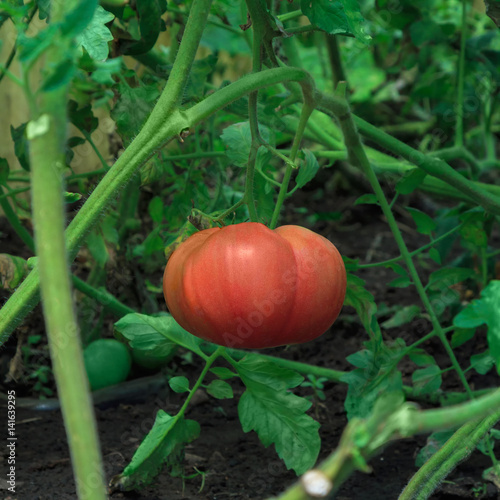 Pink tomato in greenhouse

