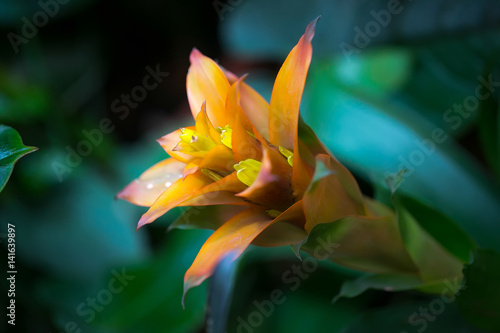 Orange tropical flower