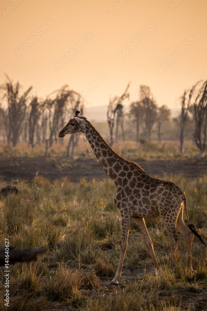 Obraz premium Giraffe walking in Savannah during Sunset, South Africa , Africa