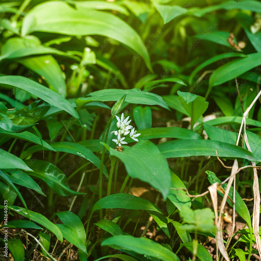 Spring medical nutritional plant and fresh, natural, wild-grown, bears garlic leaves in forest - Allium ursinum - known as ramsons, buckrams, broad-leaved garlic, wood garlic, bear leek or bear's garl Spring medical nutritional plant and fresh, natural, wild-grown, bears garlic leaves in forest - Allium ursinum - known as ramsons, buckrams, broad-leaved garlic, wood garlic, bear leek or bear's garl