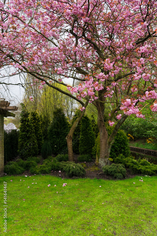 Blooming pink cherry tree with flowers with green spring lawn in garden