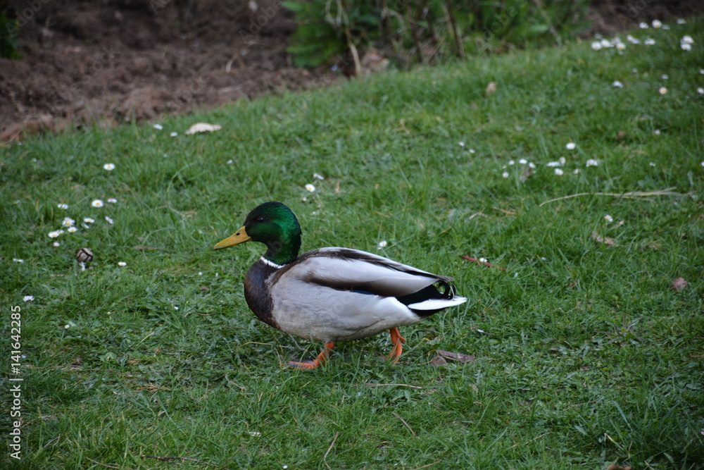 Patos. Patos.