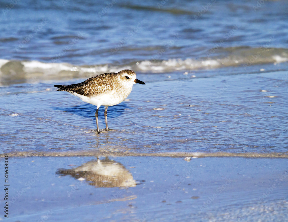 A single sanderling wades in the surf in search for food. A single sanderling wades in the surf in search for food.