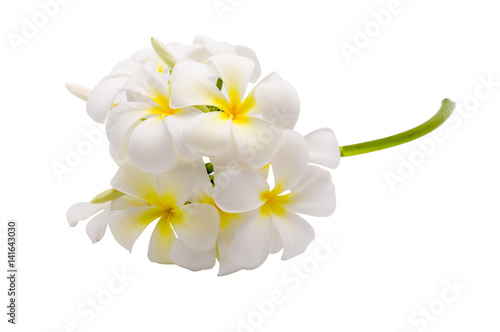 Tropical flowers frangipani (plumeria) isolated on white background with clipping path