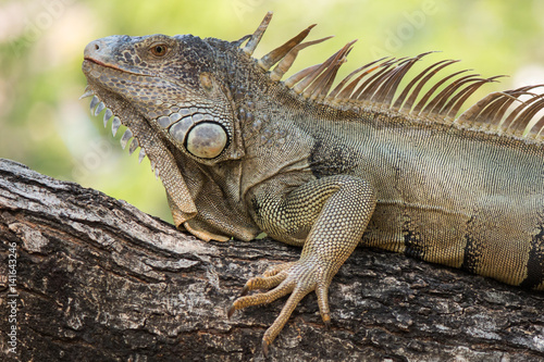 Closeup iguana on tree.