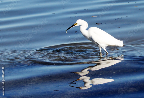 A white egret wading in water and catching food.