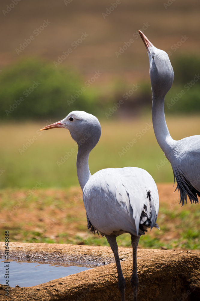 Fototapeta premium Two blue cranes (Grus paradisea) Drinking at Waterhole, South Africa, Kruger
