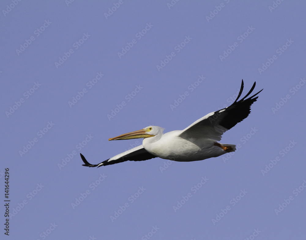 A single white pelican with wings extended in flight. A single white pelican with wings extended in flight.
