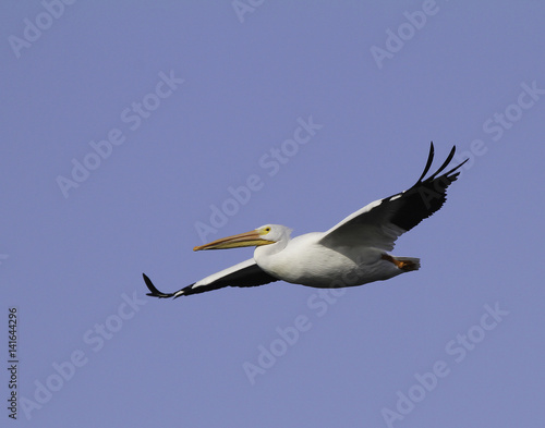 A single white pelican with wings extended in flight. © Allen