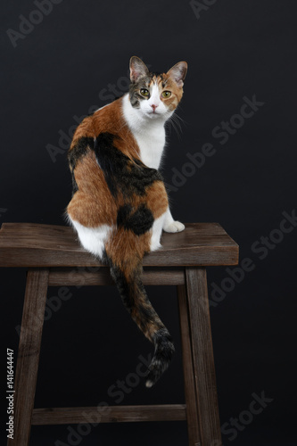 Calico cat sitting on a bar stool