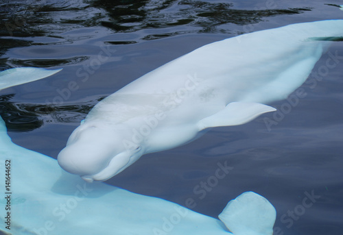Beluga White Whale Swimming Underwater with a Second Male