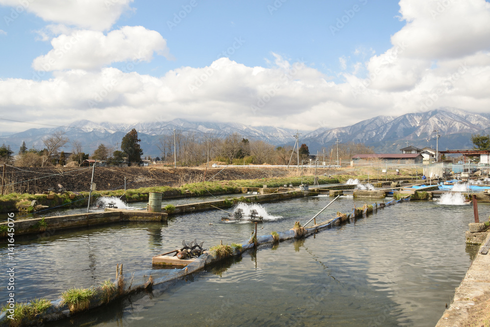安曇野の風景 ニジマスの養殖池 安曇野の風景 ニジマスの養殖池