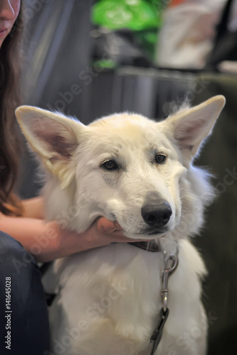 White Swiss Shepherd photo