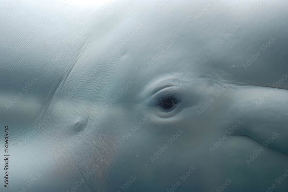 Obraz premium Spojrzenie na szeroko otwarte oko białego wieloryba