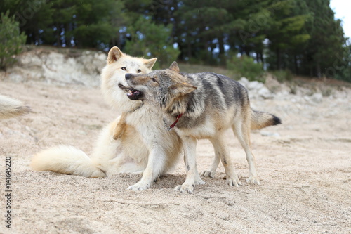 American Wolfdogs and Czech Wolfdogs playing