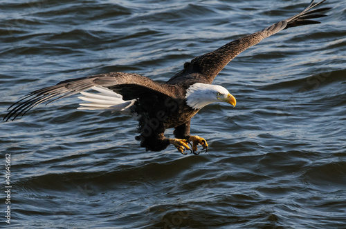 Fotografie, Tablou Bald Eagle Fishing