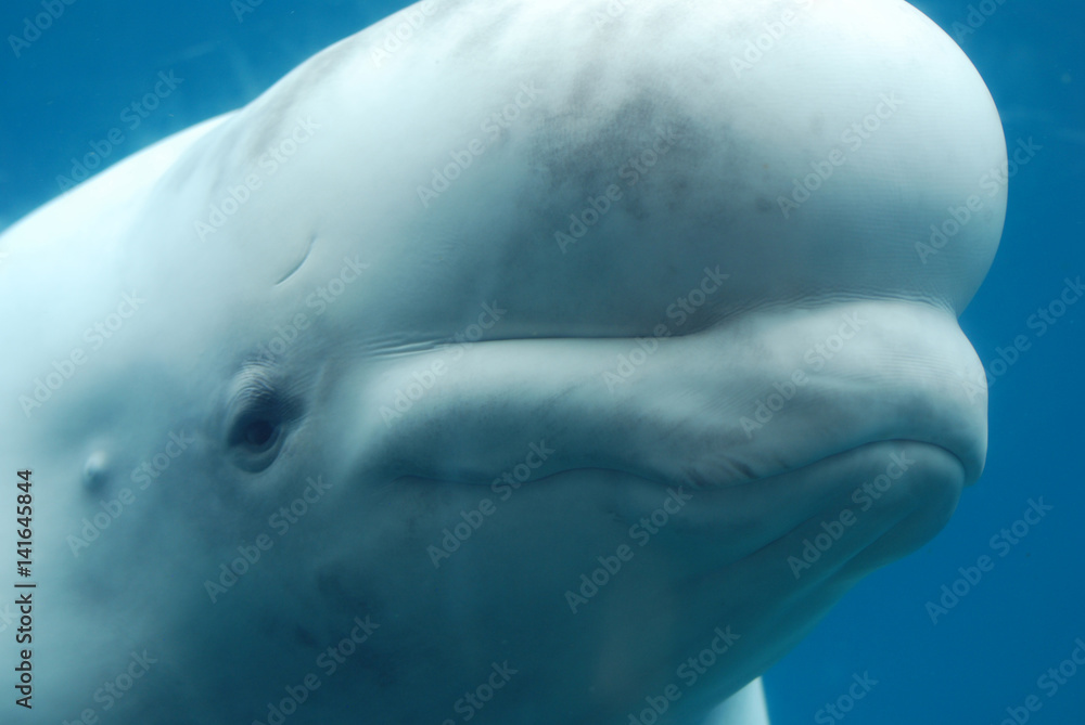 Obraz premium Profile of a Beluga Whale Swimming Underwater