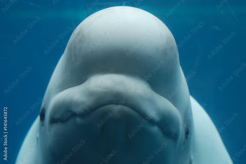 Naklejka premium Szczęśliwa buźka Beluga Whale Underwater