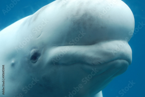 Fototapeta Profile of a Beluga Whale Swimming Underwater