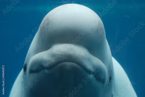 Happy Face of a Beluga Whale Underwater