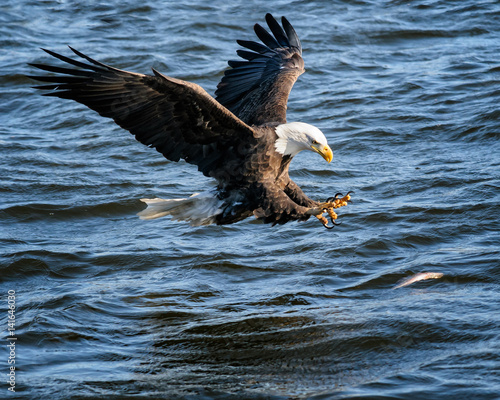Fotografie, Obraz Bald Eagle Fishing