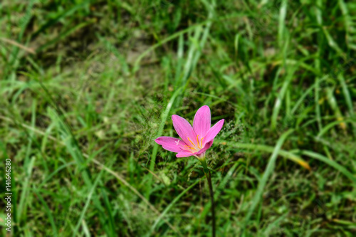 Blossom pink rain lily with blur background