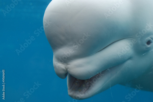 Slika na platnu Beluga Whale With His Mouth Open Showing His Teeth