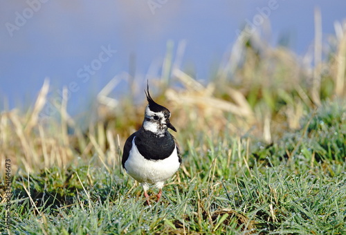 Kiebitz,Wiesenvogel,Watvogel photo