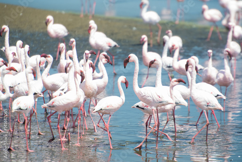 Flamingos in der Lagune von Walvis Bay, Namibia