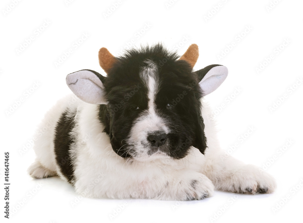 Obraz premium puppy newfoundland dog cow