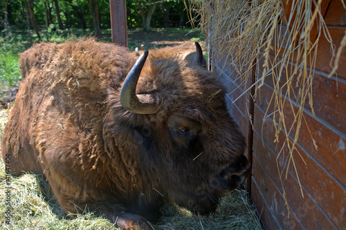 European bison, Szarvas, Hungary photo