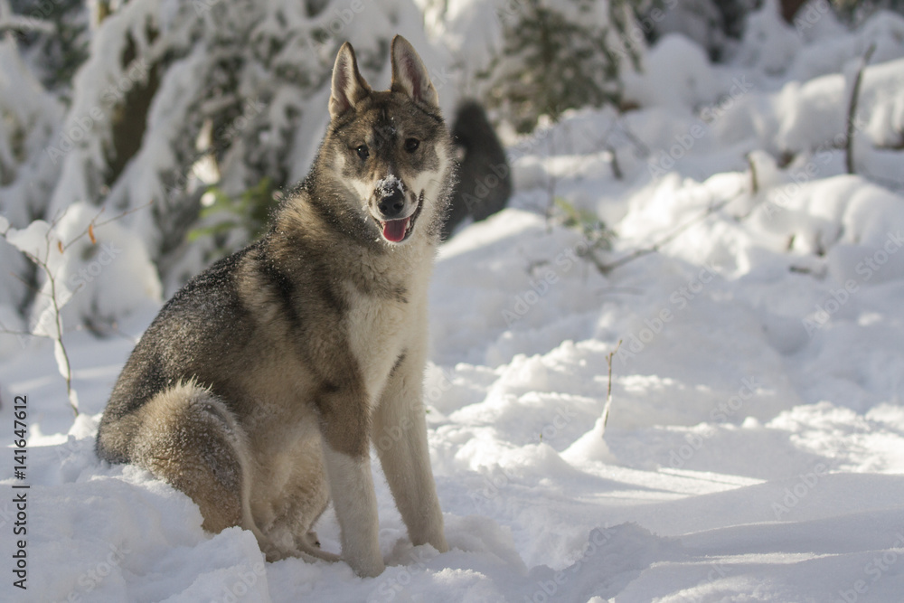 West Siberian Laika in winter, in the winter woods West Siberian Laika in winter, in the winter woods
