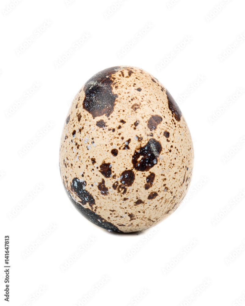 Spotted quail egg isolated on white background Spotted quail egg isolated on white background