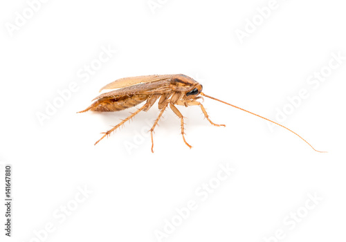Small brown cockroach isolated on white background